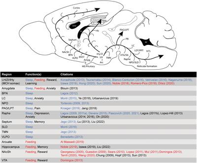 The melanin-concentrating hormone system as a target for the treatment of sleep disorders